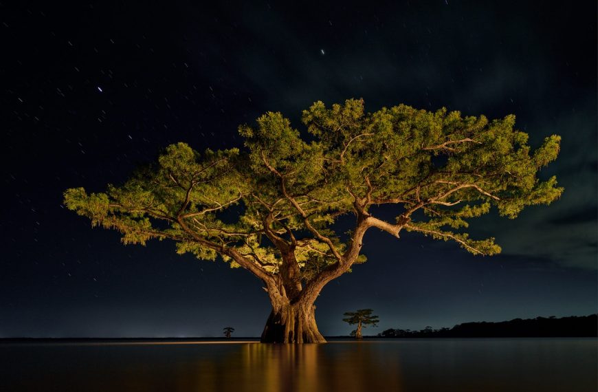 Frank Relle’s Photos Revel in Louisiana’s Otherworldly Swampland