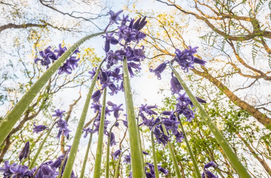 Theo Bosboom Takes a Bug’s-Eye View in His Perspective-Shifting ‘Flowerscapes’