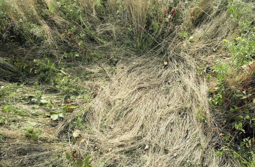 Katherine Wolkoff Meditates on Absence in Her Tender Photos of Deer Beds